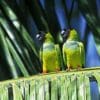 Wild Nanday Conures perch on a palm leaf