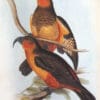 An illustration depicts extinct Norfolk Island Kākā
