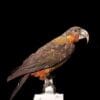 A Norfolk Island Kākā specimen resides in a facility