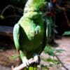 A Northern Mealy Amazon perches on a branch