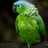 A Northern Mealy Amazon perches on a branch
