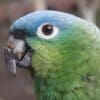 A closeup of a Northern Mealy Amazon