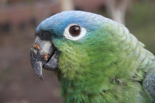 A closeup of a Northern Mealy Amazon