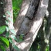 A wild Northern Mealy Amazon peeks out of a tree cavity