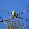 A wild Northern Mealy Amazon perches on a branch