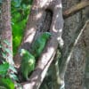 Wild Northern Mealy Amazons perch in a tree