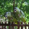 Northern Mealy Amazons perch on a fence
