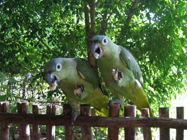 Northern Mealy Amazons perch on a fence