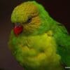 An Olive-headed Lorikeet closeup profile