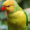 An Olive-headed Lorikeet perches on wire at Pittsburg Zoo, USA