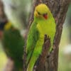A wild Olive-headed Lorikeet perches in a tree