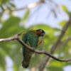 A wild Orange-cheeked Parrot perches on one foot