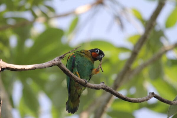 A wild Orange-cheeked Parrot perches on one foot