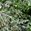 A wild Orange-cheeked Parrot perches on a branch