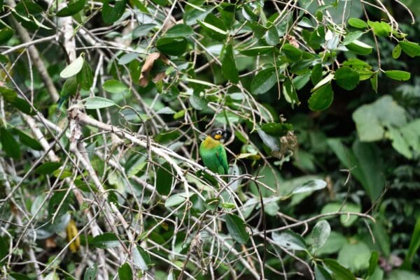 A wild Orange-cheeked Parrot perches on a branch