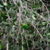 A wild Orange-cheeked Parrot perches on a branch