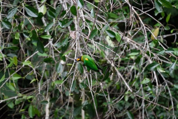 A wild Orange-cheeked Parrot perches on a branch