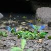 Wild Orange-cheeked Parrot and Cobalt-winged Parakeet gather at a waterhole
