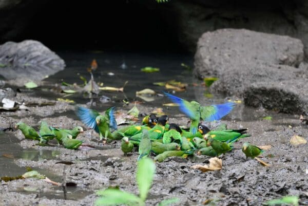 Wild Orange-cheeked Parrot and Cobalt-winged Parakeet gather at a waterhole