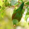 A wild Orange-chinned Parakeet hangs upside down from a branch