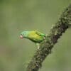 A wild Orange-chinned Parakeet clings to a mossy branch