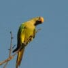 A wild Orange-fronted Conure looks on