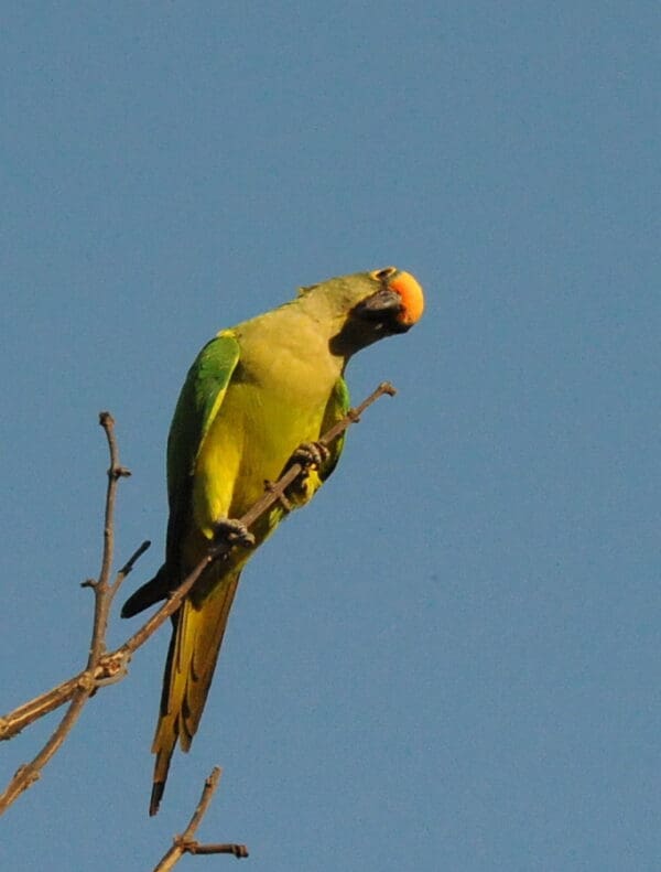 A wild Orange-fronted Conure looks on