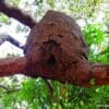 An arboreal termitarium with a cavity