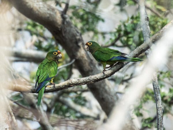 Wild Orange-fronted Conures perch on a branch