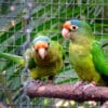 Companion Orange-fronted Conures perch on a branch