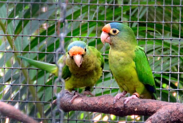 Companion Orange-fronted Conures perch on a branch