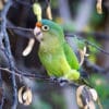 A wild Orange-fronted Conure feeds on seeds