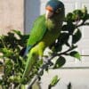 A companion Orange-fronted Conure perches on a branch