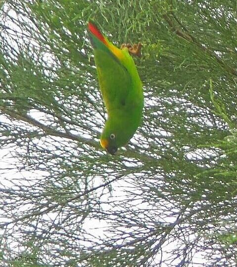 A wild male Orange-fronted Hanging Parrot dangles from a branch