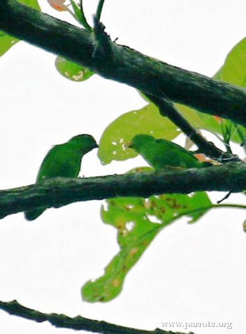A wild Orange-fronted Hanging Parrots perches on a branch