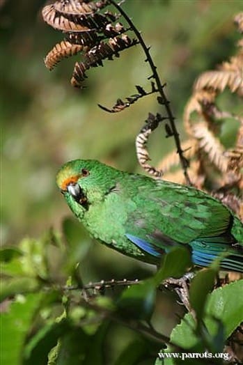 A wild Orange-fronted Parakeet perches in a bush