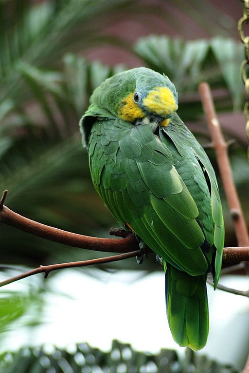 An Orange-winged Amazon tucks itself in to rest