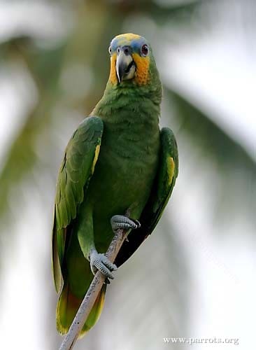 A wild Orange-winged Amazon perches on a twig