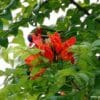 A wild Ornate Lorikeet feeds in a flowering tree