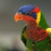 A closeup profile of an Ornate Lorikeet