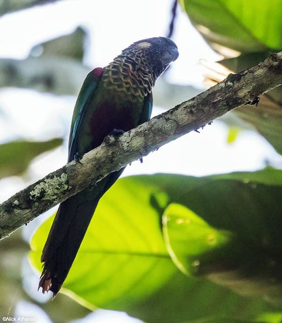 A wild Painted Conure perches on a limb