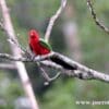 A Papuan King Parrot perches on a branch
