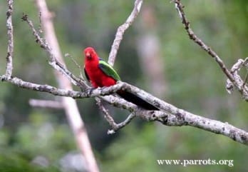 A Papuan King Parrot perches on a branch