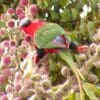A wild male Papuan Lorikeet feeds on blossom nectar