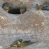 Wild Patagonian Conures perch at cliff burrows
