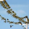 Wild Patagonian Conures perch on wires