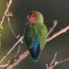 A wild Peach-faced Lovebird perches on a branch