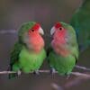 Peach-faced Lovebirds perch on a twig
