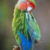 A Peach-faced Lovebird preens itself