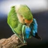 A companion Peach-faced Lovebird preens itself